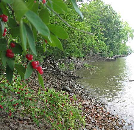 Hutton Beach 2006